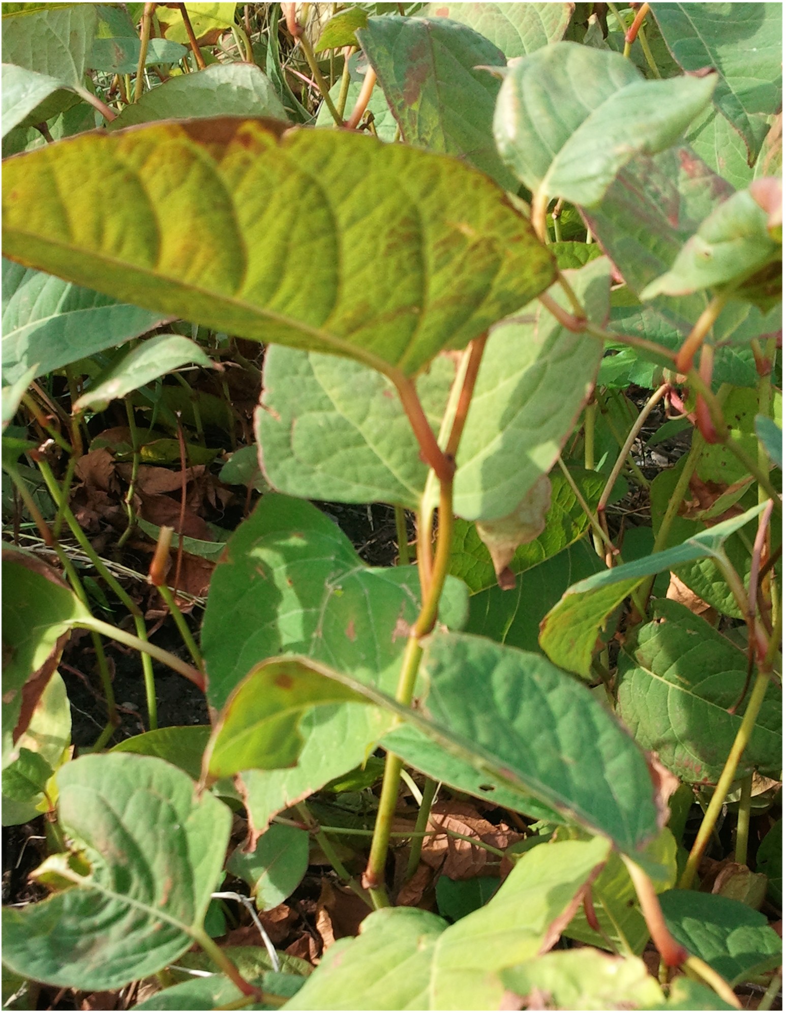 Trade body launches Japanese knotweed white paper Mortgage Finance