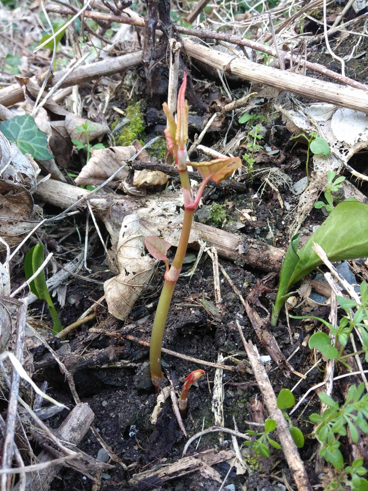 Japanese knotweed shoots emerge a month early