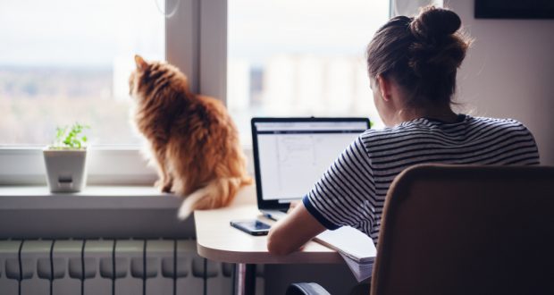 home-working-cat-620x330.jpg